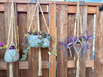 Tradescantia plants
