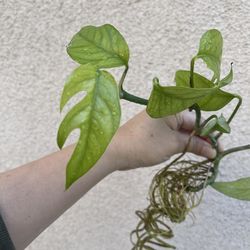 Baltic Blue plant CUTTING - Fully rooted
