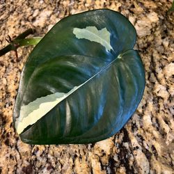 Variegated Syngonium Chiapense Plant Cutting (read Below)