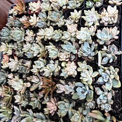 Succulent Plants  2" Pot  $1 each One for Baby Shower Souvenirs, Birthdays, Bridal Shower, Church and School Events 