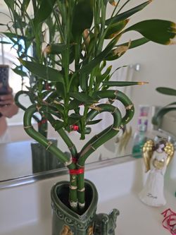 Lacky bamboo