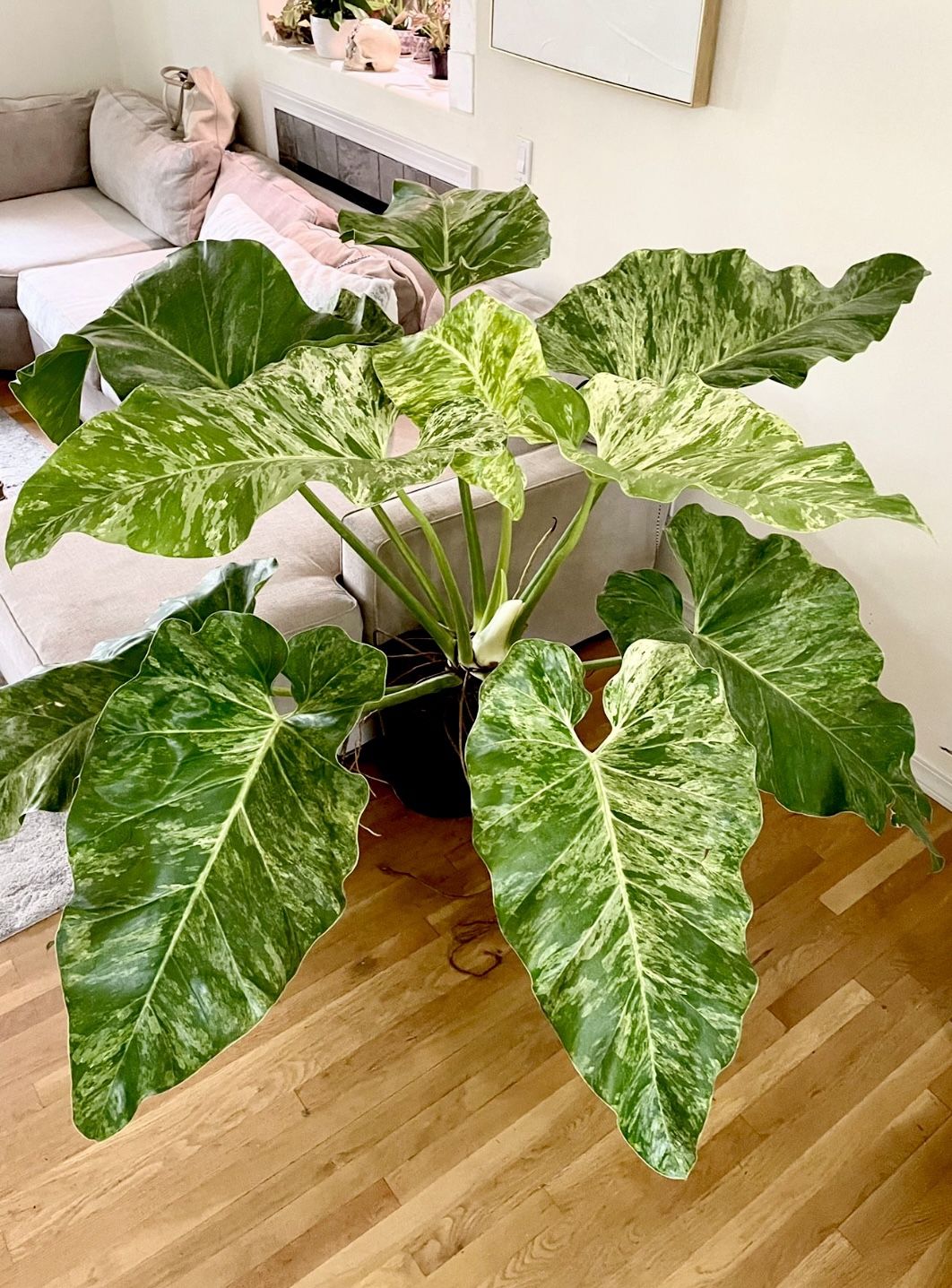PENDING: Rare Variegated Philodendron Giganteum Snow Blizzard ❄️/ Free Delivery Available