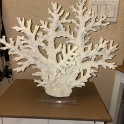 Coral For Decorate 