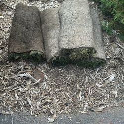 Fresh Sod