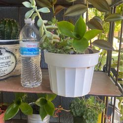planta hermocisima