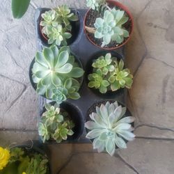Succulents