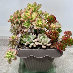 Beautiful Arrangement Succulent Plant 🪴 