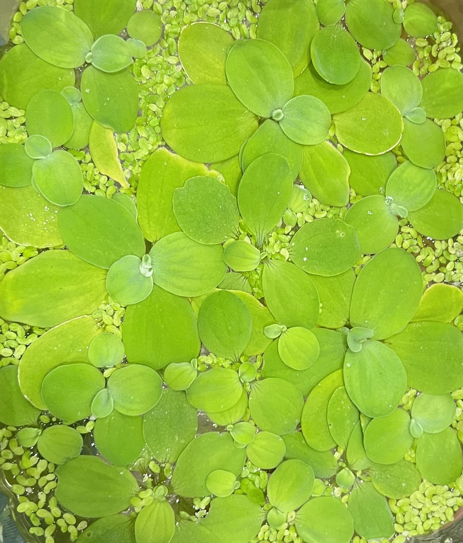 Aquarium Floating plants.