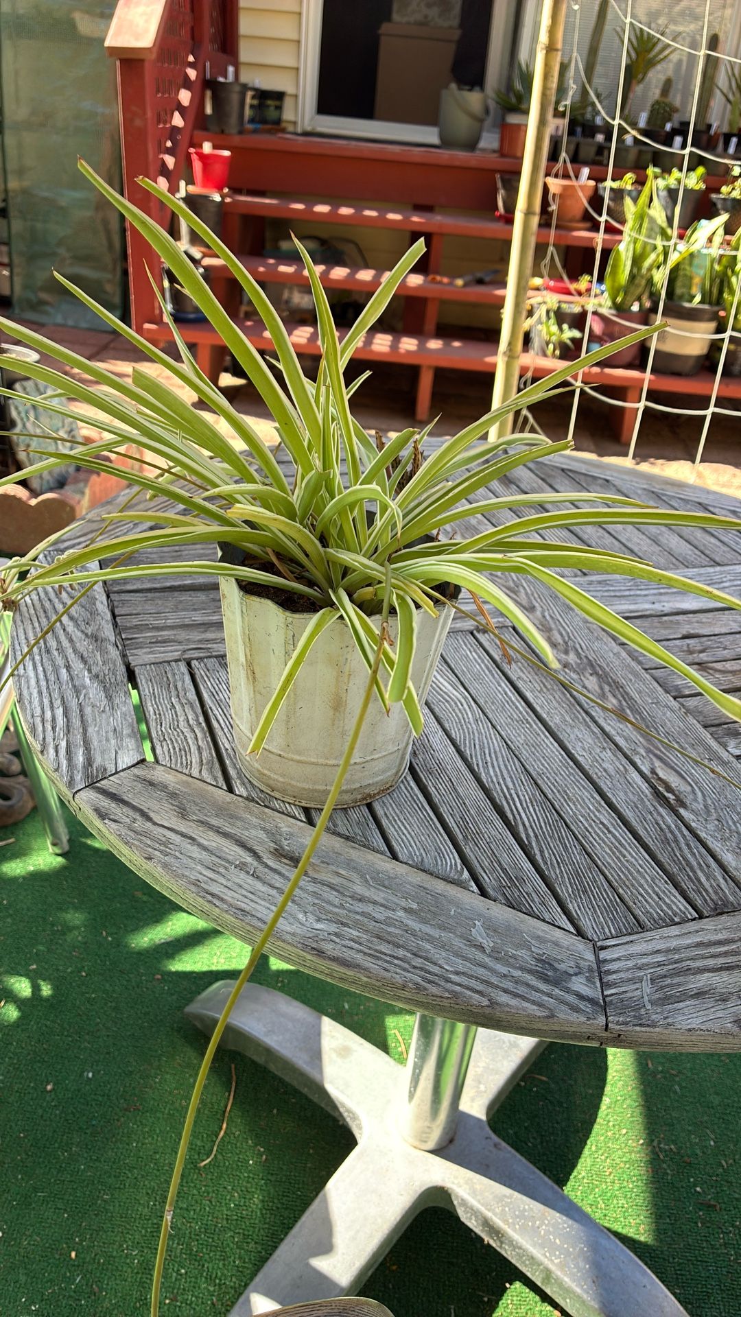 Plant For House  or Yard Spider Plant Variegated 