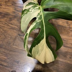 Variegated Monstera Albo Plant (pls Read description Below)
