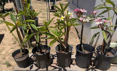 PLUMERIAS