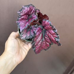 4” begonia red kisses