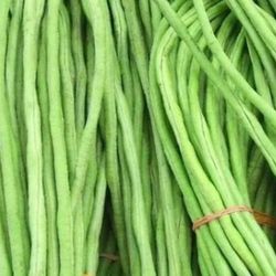 organic long bean seedling $4 