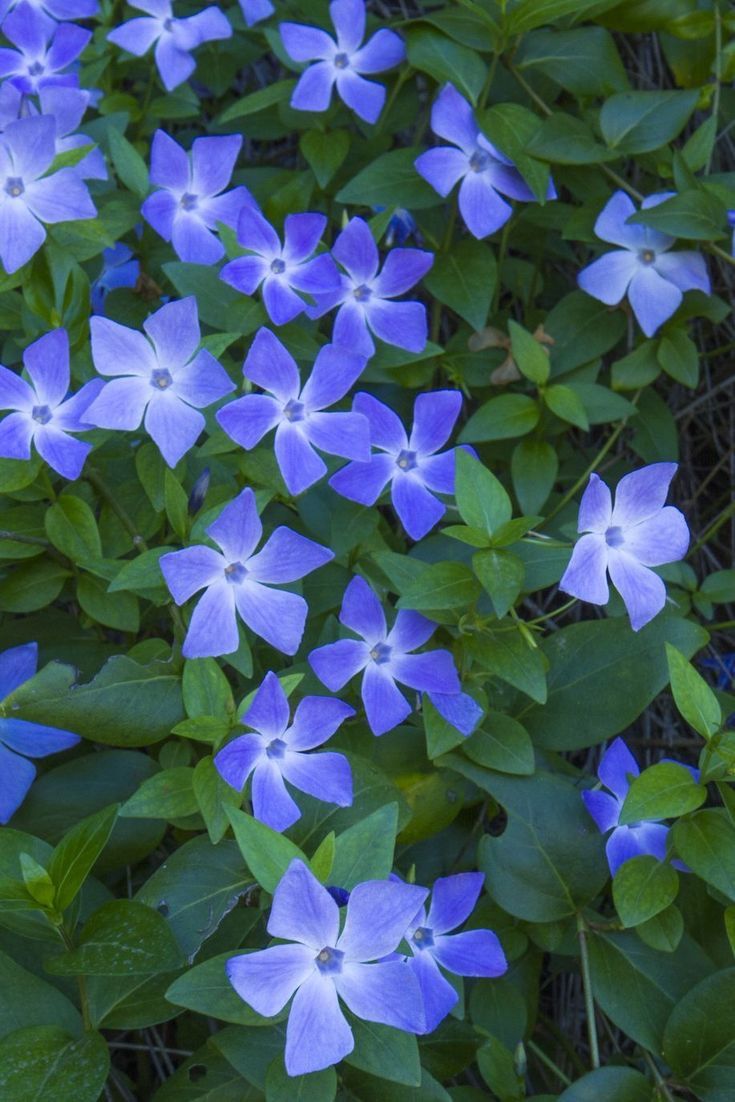 Vinca Major Plant Clumps / Ground Cover