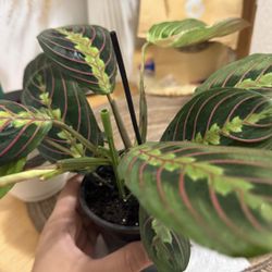 Prayer Plant (Red Veined Maranta)