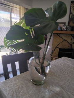 Monstera cutting