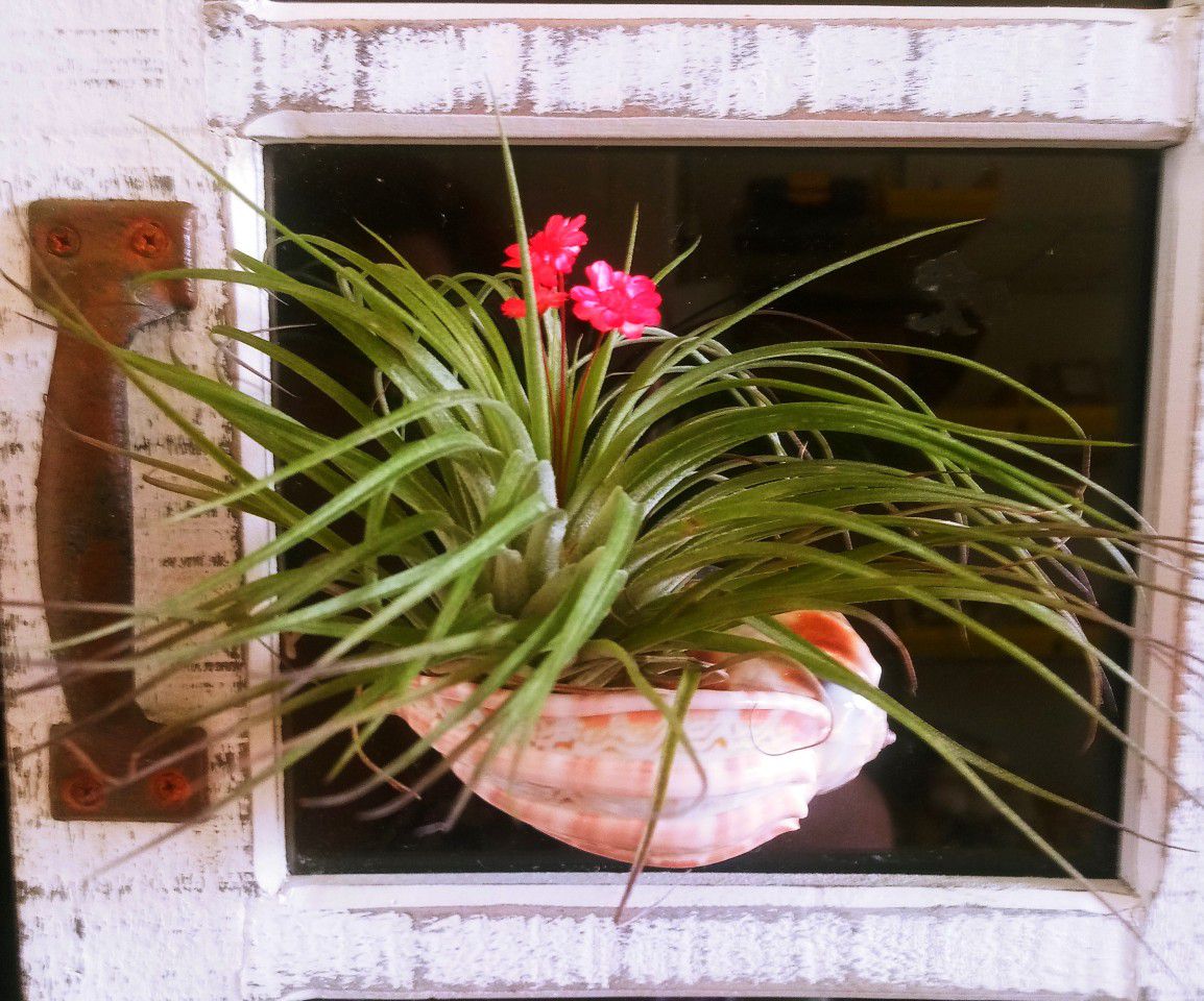 Hanging Harpa shell planter with Air Plant