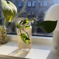 2 Fresh Pathos Clippings