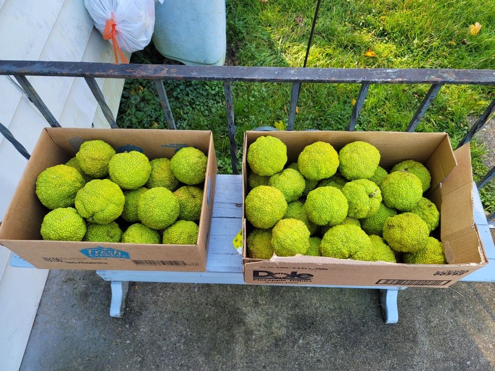 Monkey Balls