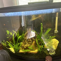 36 Gallon Freshwater Fish Tank 