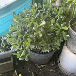 Otra Planta Por 20 Está Grande 