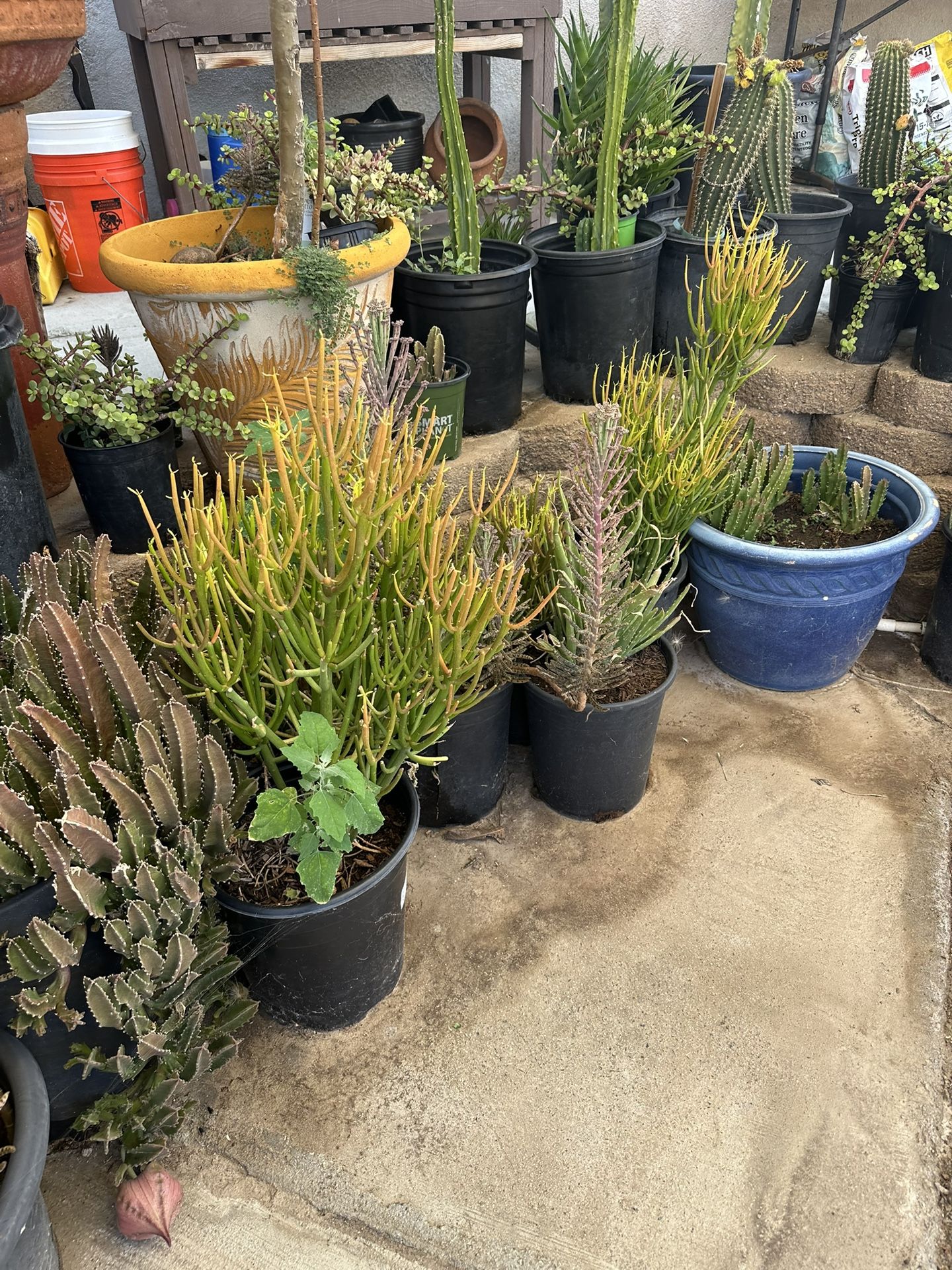 Desert Plants