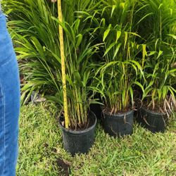 Beautiful Arecas Palms For Inmediate Privacy!!! Fertilized 