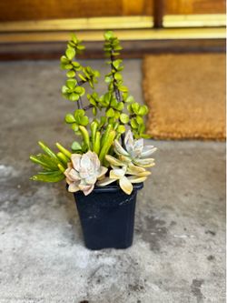 $5 dollar succulent