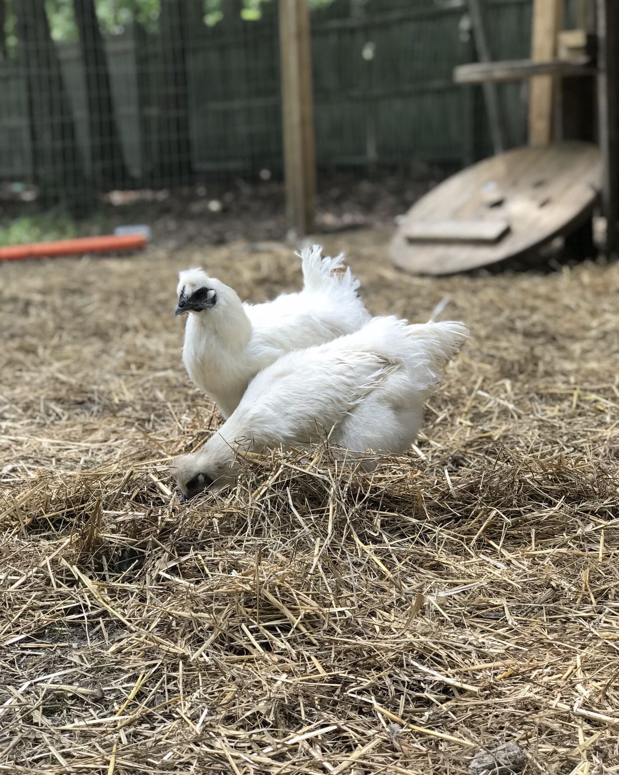 x2 white silkie hens $30