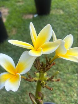 1 gallon blooming plumeria