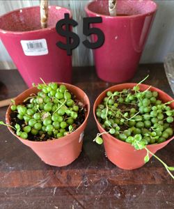 Planta tira de perlas