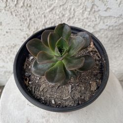 6 Inch Pot Succulent Plant - Dusty Rose - Echeveria Gigantea Rose - Rooted & Established - Drought Resistant - 🪴