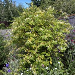 Honeysuckle Starts