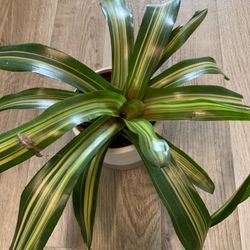 Bromeliad Neoregelia Stripe Martin Live Houseplants Indoor Rare exotic Offshoot/Cutting Plants