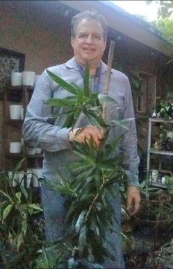 Draceana Reflexa Houseplant Large