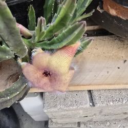 Zuculenta 