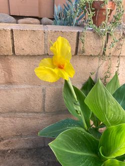 Yellow Canna Lily Plants in 11” Fluted Tan Planter