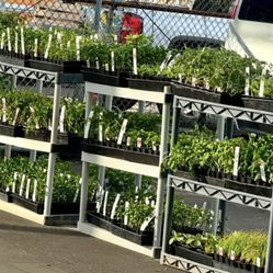 $7.00 each six pack Matas de chiles y vegetales diferentes variedades 🌶🍅🥒🪴🫑🧅/ Chili’s & veggie