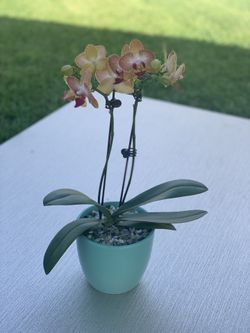 Orchids