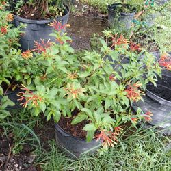 Firebush Hedges 7gl🌱$18