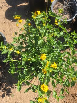 Lantana New Gold 5galon