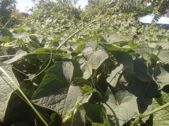 punta de chayote