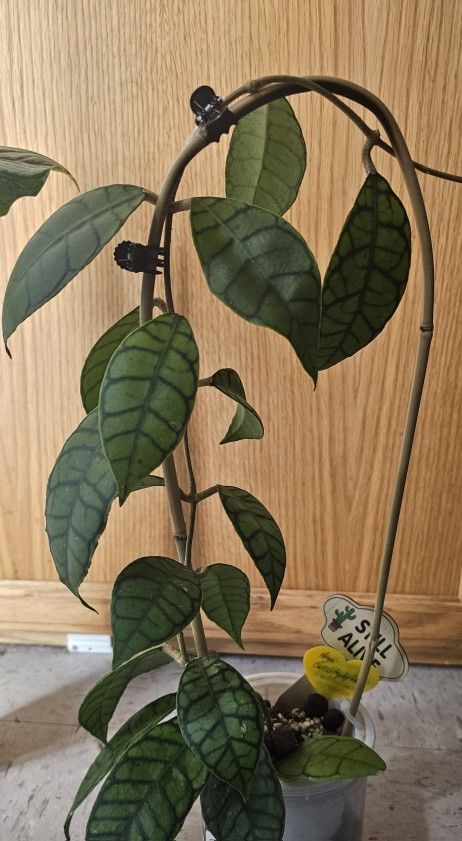 Hoya Callistophylla Full Plant WYSIWUG