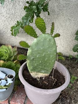 Cactus Plant
