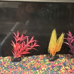 Fish Tank 