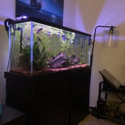 55 Gallon Long Aquarium