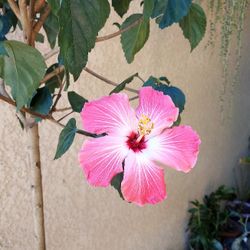 Hibiscus Tree with Pink & White Flowers $40