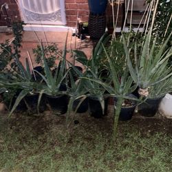 At Home Garden Sanctuary Plants