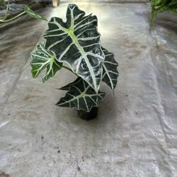 5” Alocasia Polly