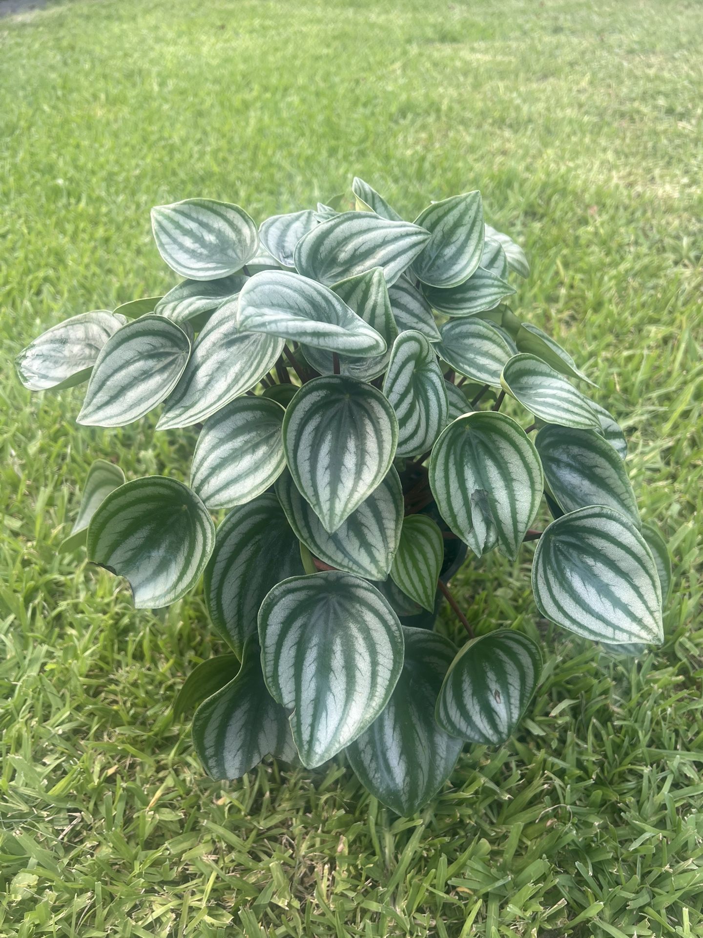 WATER MELON PEPEROMIA (6” Pot) Beautiful Foliage
